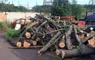 Вырубка леса на Донетчине