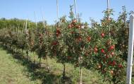 саженцы плодовых деревьев