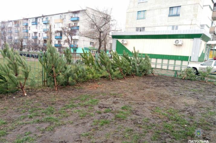 На Луганщине продолжают выявлять нарушения правил торговли елками 