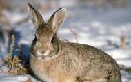 Заяц
