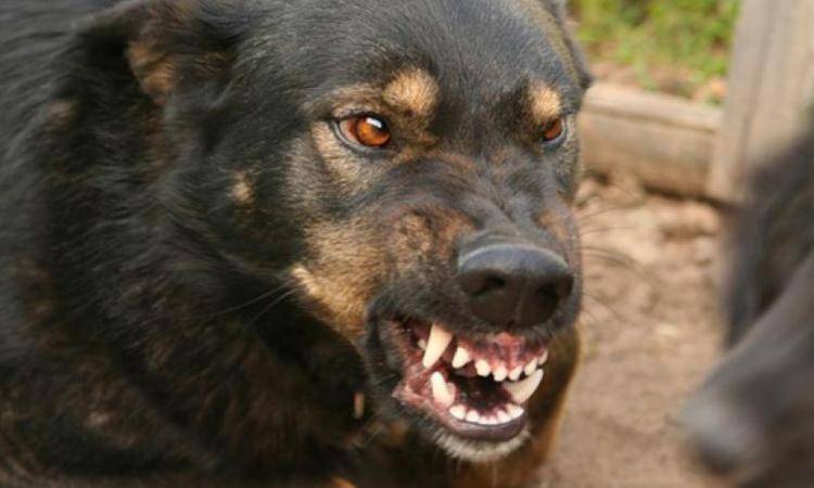 Бешеный пес