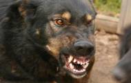 Бешеный пес