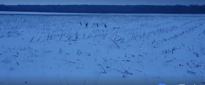 Косули в Кременной 