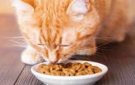 кошачий корм