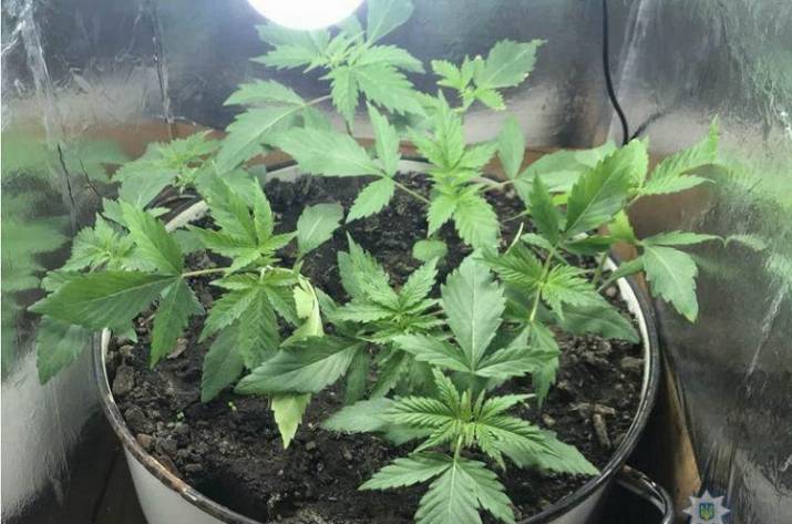 Житель Донетчины у себя дома выращивал элитную коноплю