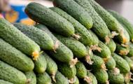 В Украине в течение прошедшей недели резко подскочили цены на тепличные огурцы