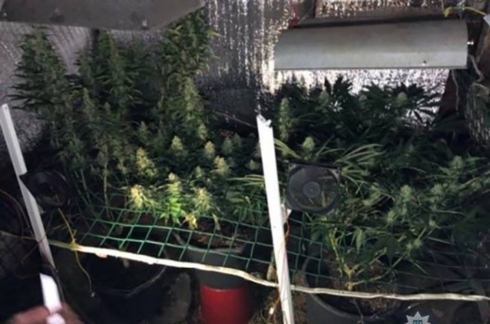 В Луганской области правоохранители выкрыли 35-летнего мужчину, который выращивал марихуану