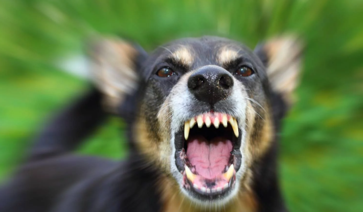 В Лисичанске участились случаи бешенства