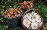 На Луганщине продолжают массово травиться грибами