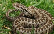 В Донецке появились ядовитые змеи
