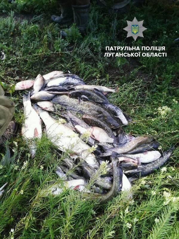 В понедельник, 23 июля, в Лисичанске патрульные задержали браконьеров с уловом рыбы примерно на 30 тысяч гривен.  Об этом сообщает патрульная полиция Луганщины.  Так, к патрульным обратился Главный го