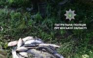 В понедельник, 23 июля, в Лисичанске патрульные задержали браконьеров с уловом рыбы примерно на 30 тысяч гривен.  Об этом сообщает патрульная полиция Луганщины.  Так, к патрульным обратился Главный го