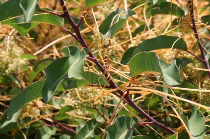 В Лисичанске Луганской области введен карантинный режим из-за растения-паразита.