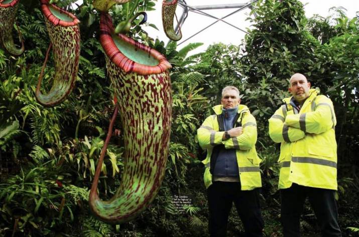 цветок Непентес Аттенборо