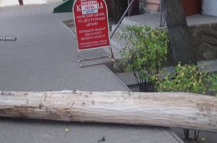 В Северодонецке огромное сухое дерево упало на тротуар.
