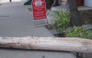 В Северодонецке огромное сухое дерево упало на тротуар.