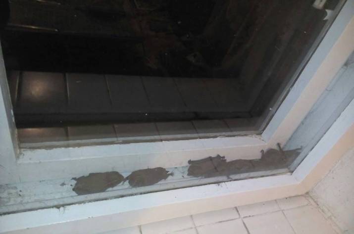 В квартиру жителей Северодонецка залетела стая летучих мышей (фото)