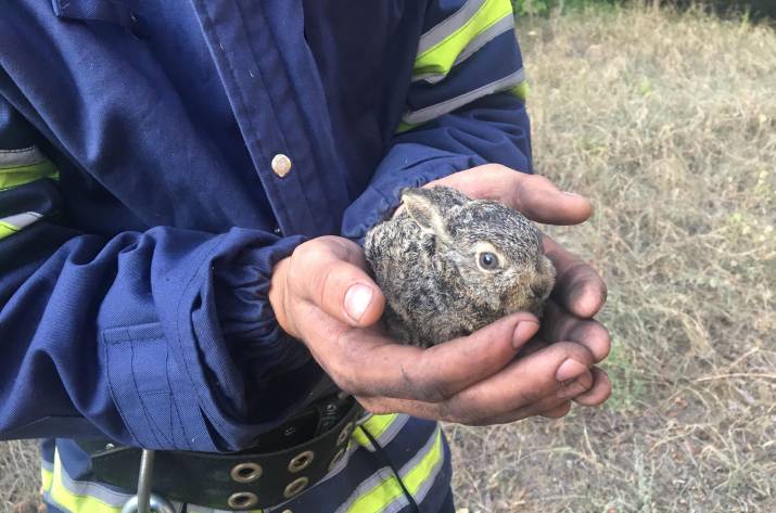 На Луганщине спасатели вынесли из огня осиротевшего зайчонка 