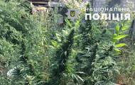 В Рубежном обнаружили каннабис на полмиллиона гривен