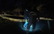 Этой ночью по дороге из Волновахи в Мариуполь автомобиль врезался в поваленные деревья, которые преграждали половину трассы.