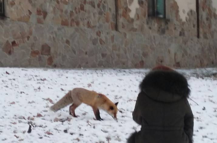 В центре Донецка бегает лиса (фото, видео)