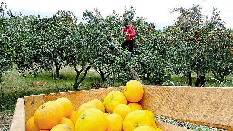 Жители оккупированных частей Донетчины и Луганщины едут на заработки в Абхазию для сбора мандаринов. Об этом сообщает репортаж российского издания 