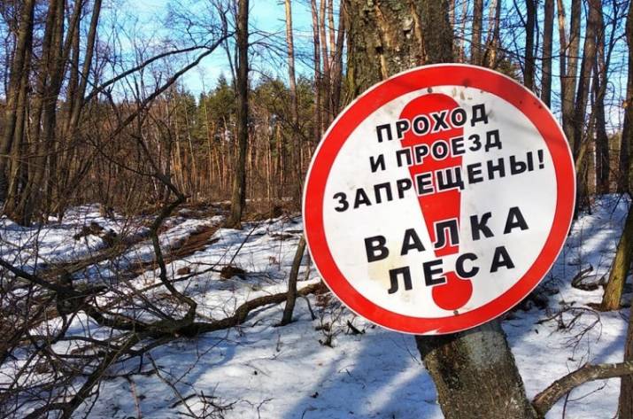 Рубежное: одни пилят лес, а другие – городской бюджет