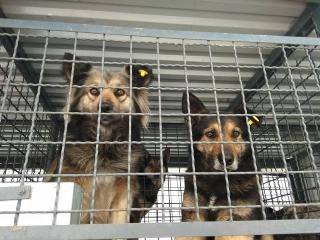 У Сєвєродонецьку почали стерилізацію безпритульних собак. Громадська організація «ЗооКонтроль» планує вакцинувати 90 тварин. Відомо, що на ці процедури з міського бюджету виділено майже 200 тис. гриве