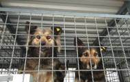 У Сєвєродонецьку почали стерилізацію безпритульних собак. Громадська організація «ЗооКонтроль» планує вакцинувати 90 тварин. Відомо, що на ці процедури з міського бюджету виділено майже 200 тис. гриве