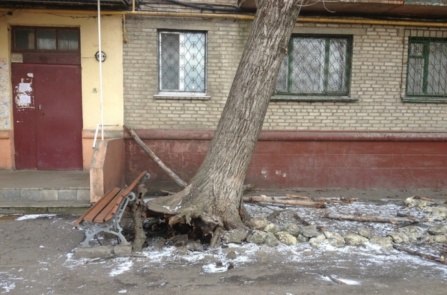 упало дерево