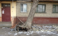 упало дерево