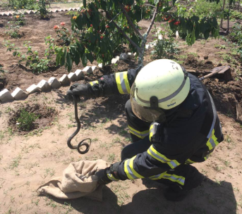 Вчера, 13 июня, в 11:20 в Службу спасения «101» поступило сообщение о том, что змея, внешне похожая на гадюку, заползла на частный двор по ул. Соборная в с. Варваровка Кременского района.