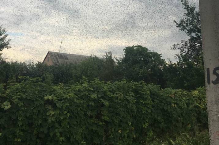 На территории Валуйского поселкового совета Станично-Луганского района было обнаружено массовое развитие саранчи.