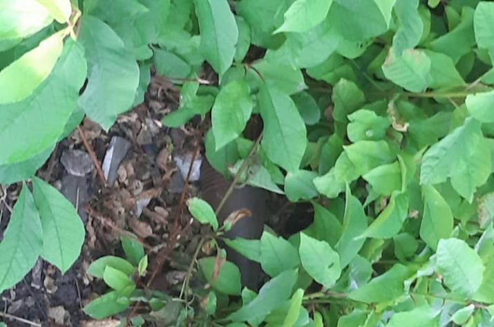 Минометная мина