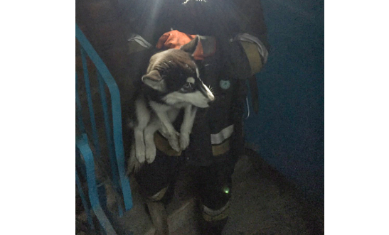 Вчера, 31 июля, в 19:55 в Службу спасения «101» поступило сообщение о том, что по ул. им. В. Сосюры в Лисичанске идет дым из квартиры на пятом этаже многоэтажного жилого дома.