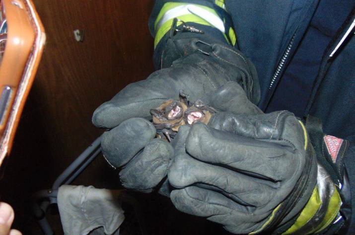 Летучие мыши