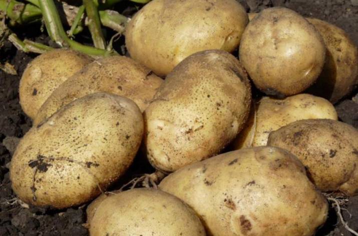 Будет ли в Украине дефицит картофеля: комментарии эксперта