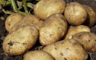 Будет ли в Украине дефицит картофеля: комментарии эксперта