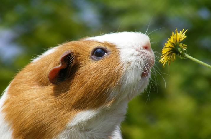 морские свинки