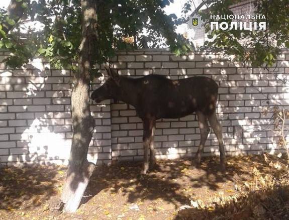 В Рубежном полицейские спасали лося, в связи с чем пришлось перекрыть дорогу.