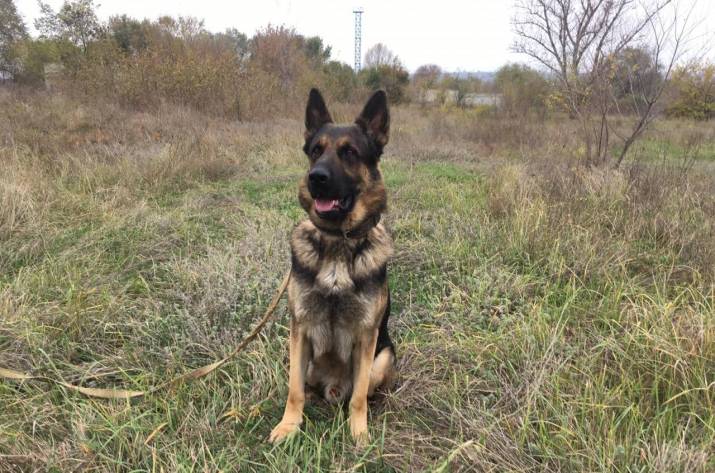 На Луганщине полицейская овчарка по кличке Вирс во время тренировок в лесополосе, недалеко от очистных сооружений, обнаружила тайник с патронами.