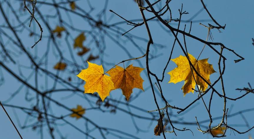 В ближайшие дни на территории Луганщины ожидается облачная и без осадков погода.