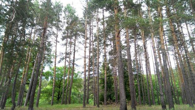 В Северодонецком лесхозе егеря выявили факт незаконной охоты на территории лесничества.