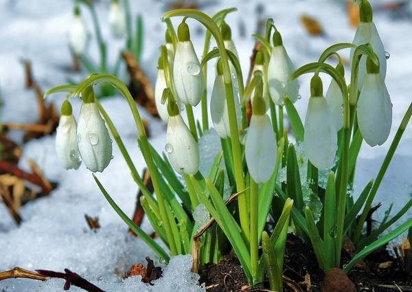 В связи с традиционным празднованием Международного женского дня, в марте текщего года украинцев ждет дополнительный выходной.