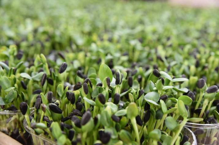 Микрогрин подсолнух