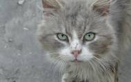 Жители Северодонецка требуют признать уличных котов частью экосистемы города