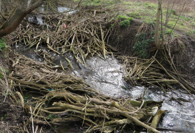 в ландшафтном парке на Донбассе поселился самый большой грызун фауны Украины (фото)