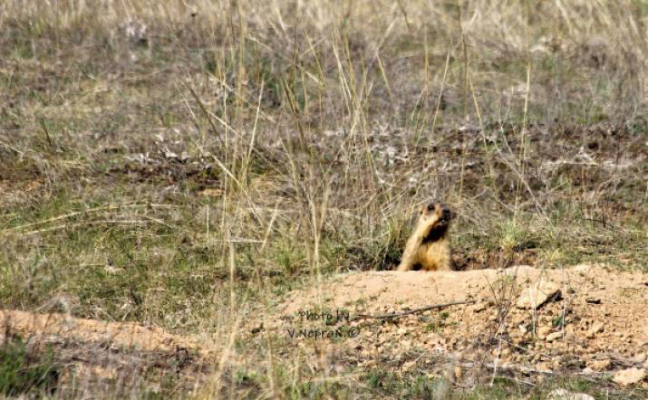 Символ Луганщины: фотограф показал сурков под Северодонецком (фото)