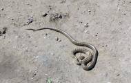 В Беловодском районе активизировались змеи.