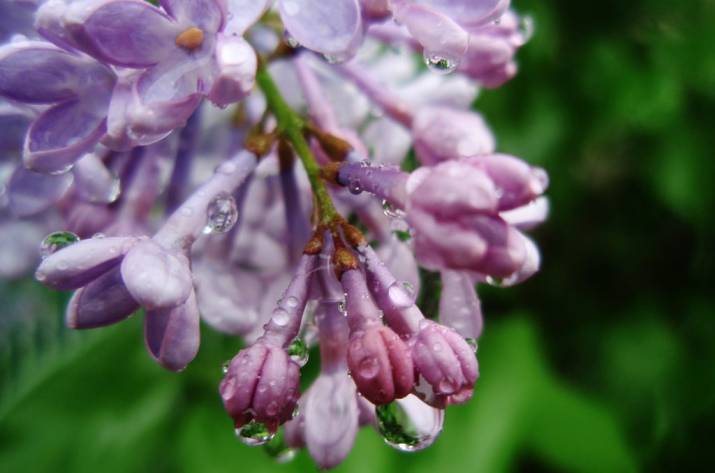 Завтра, 16 мая, на территории Луганской области синоптики прогнозируют дождь и грозы, а в воскресенье – облачную и без осадков погоду.
